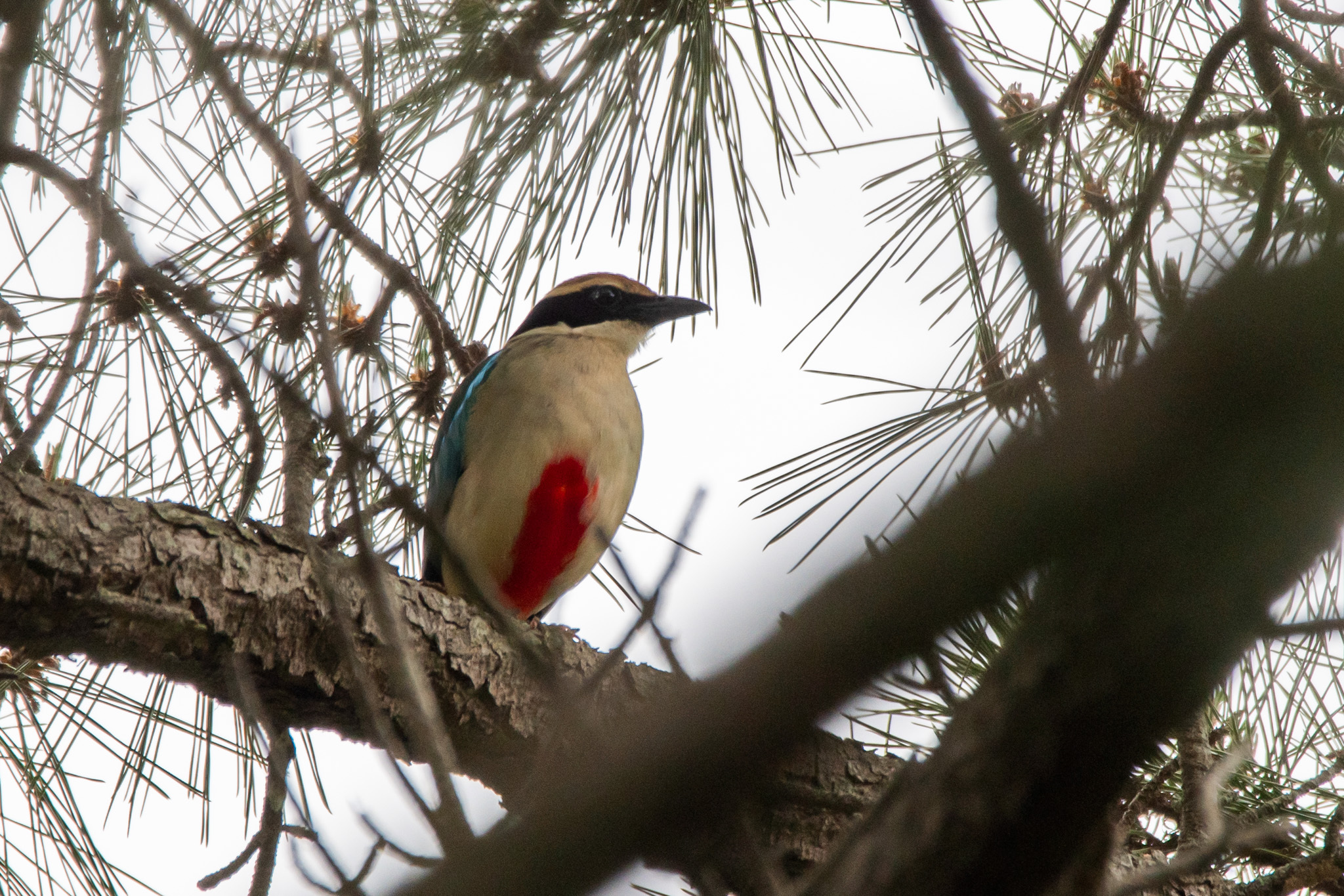Fairy Pitta