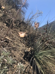 Calochortus fimbriatus