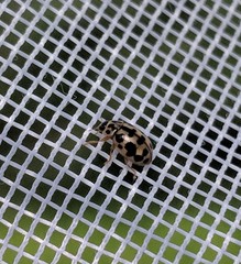 Anisosticta bitriangularis