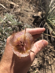 Calochortus fimbriatus