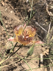Calochortus fimbriatus