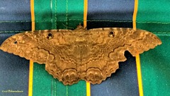 Ascalapha odorata