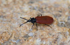 Macrolygistopterus rubripennis