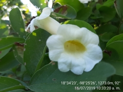 Amphilophium