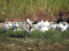Ardea cinerea