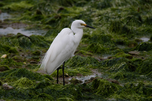 Medium Egret in the wild — India wildlife