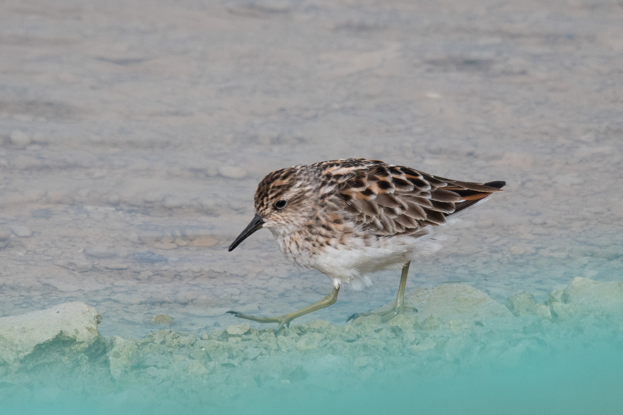 Long-toed Stint
