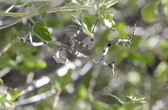 Pseudovates arizonae