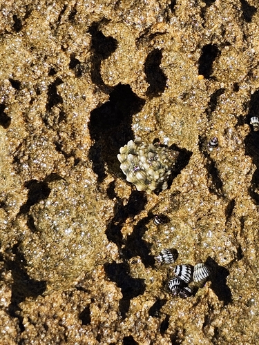 Echininus nodulosus, 2024-11-19