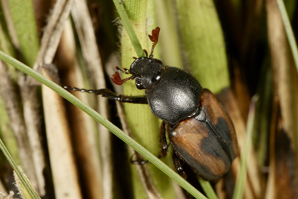 Breviclypeus plagosus