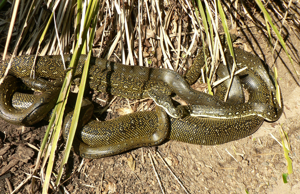 Diamond Python from Sydney NSW, Australia on November 7, 2011 at 08:53 ...