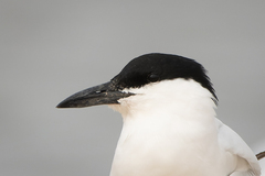 Australian Tern photo 3