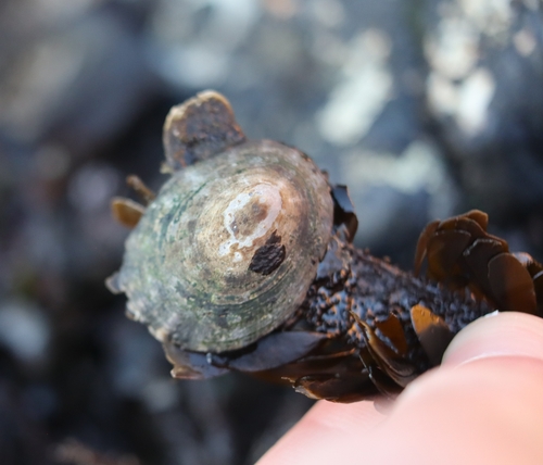 Shield Limpet