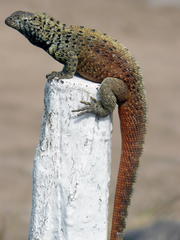 Microlophus delanonis