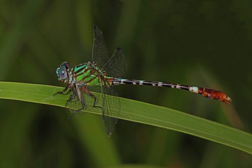 Blue-faced Ringtail photo 3