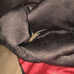 Hemidactylus turcicus