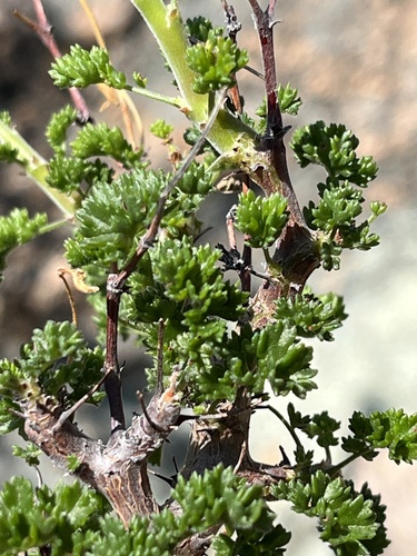Image of Pelargonium alternans by (c) Dave U, some rights reserved (CC BY-SA)