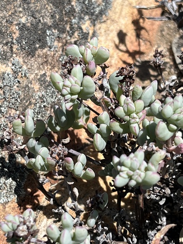 Oscularia lunata, photograph 6