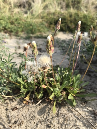 Agoseris apargioides var. maritima