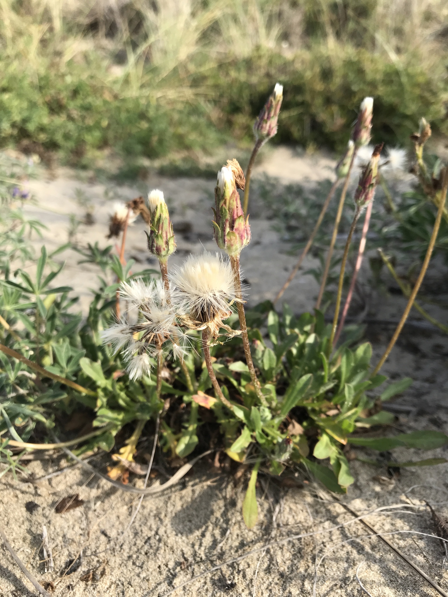 Agoseris apargioides var. maritima