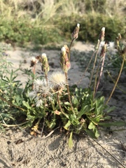 Agoseris apargioides