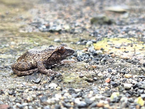 Ravi’s Bush Frog, Raorchestes ravii