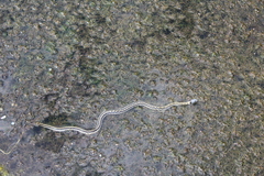 Thamnophis cyrtopsis cyrtopsis
