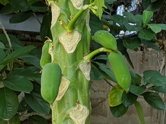 Carica papaya