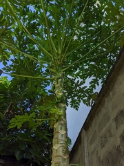 Carica papaya