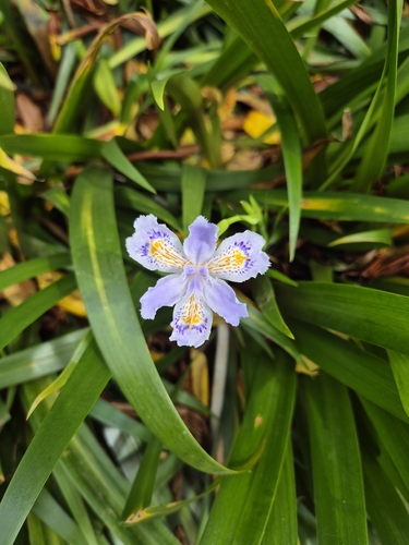 Image of Iris japonica by (c) Siya ul haque, some rights reserved (CC BY)