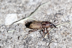 Sphenophorus venatus image