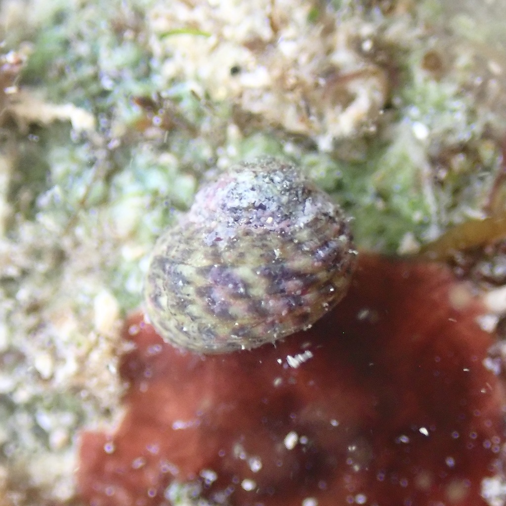 warty turban