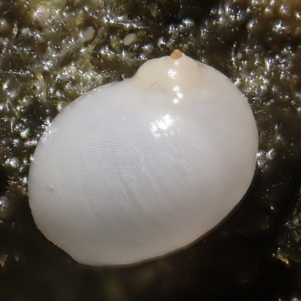 Vanikoro acuta