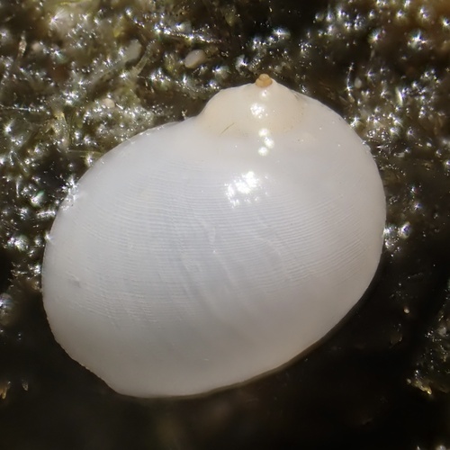 Vanikoro acuta
