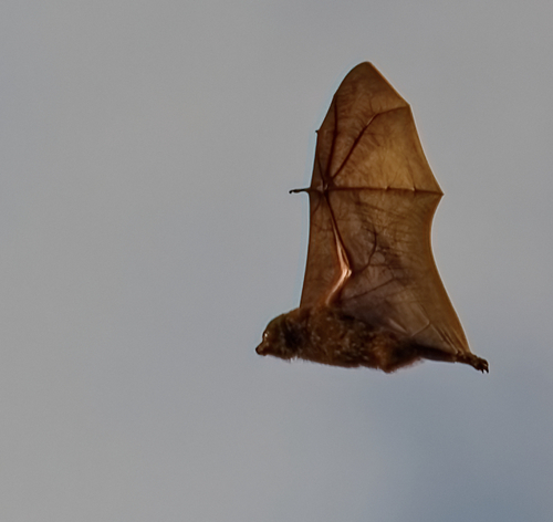 Pohnpei Flying-fox (Pteropus molossinus) — Endangered Mammalia