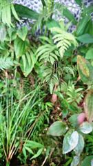 Leucauge celebesiana