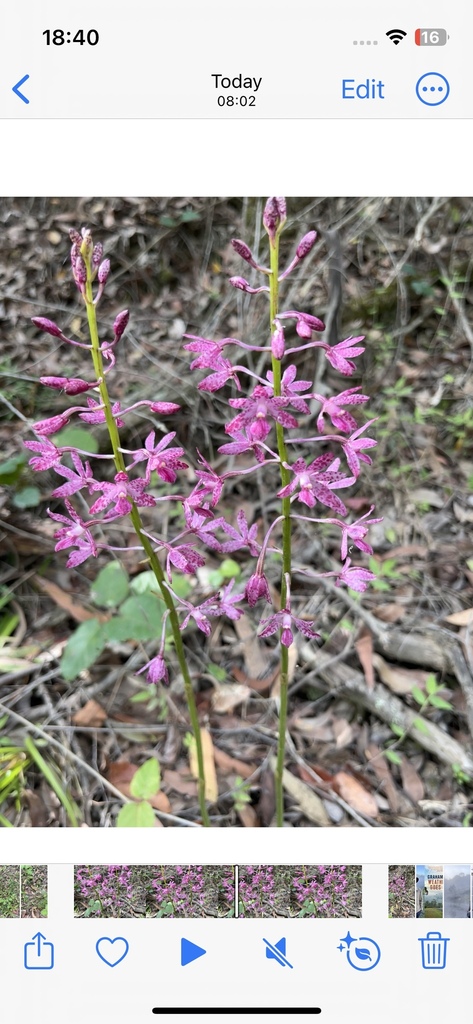Dipodium