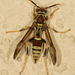 Guinea Paper Wasp - Photo no rights reserved, uploaded by Jesse Rorabaugh