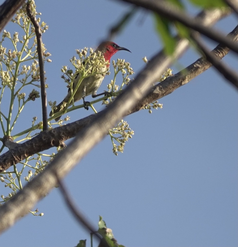 Crimson-hooded Myzomela (Myzomela kuehni) photo