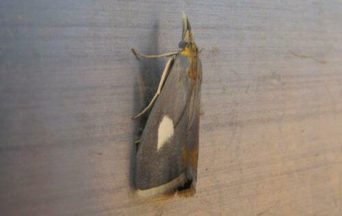 Episindris albimaculalis
