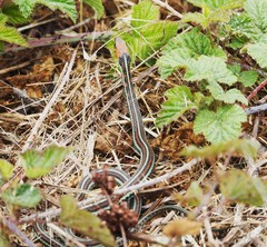 Thamnophis sirtalis tetrataenia