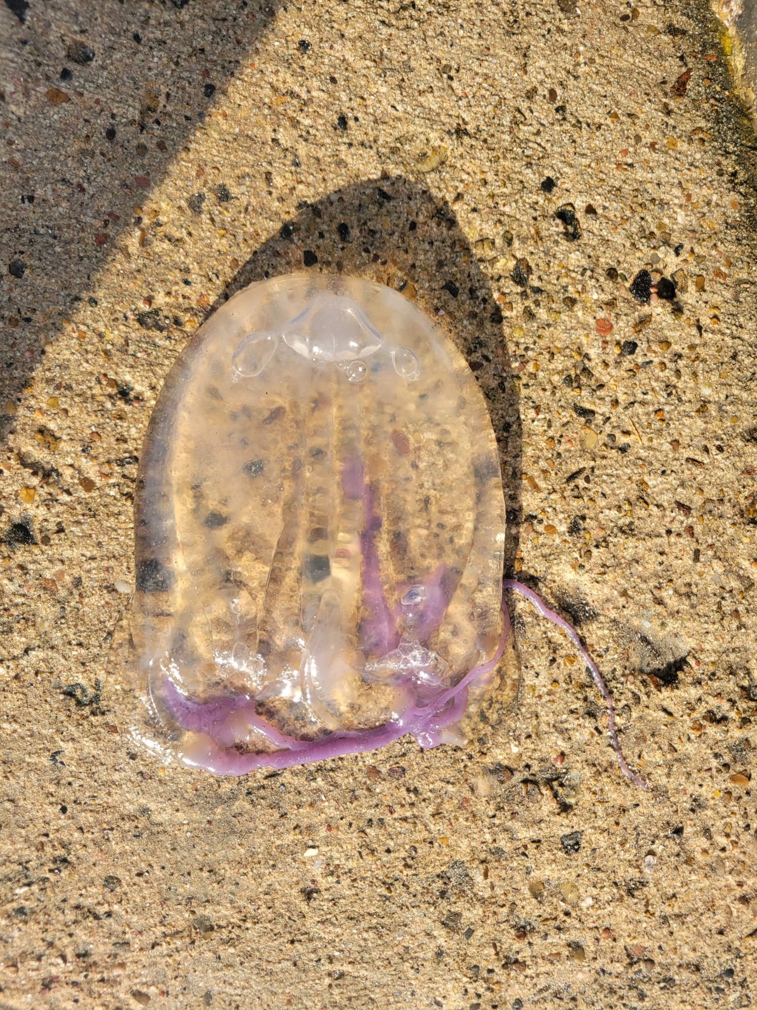 Tamoya haplonema F.Müller, 1859