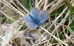 Glaucopsyche lygdamus