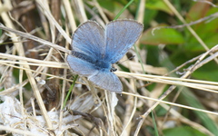 Glaucopsyche lygdamus