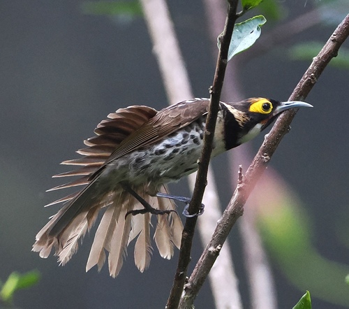 Ornate Melidectes (Melidectes torquatus)
