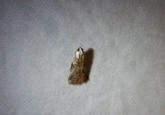 Acrobasis palliolella