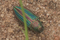 Buprestis striata