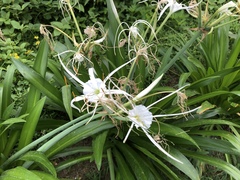 Hymenocallis speciosa