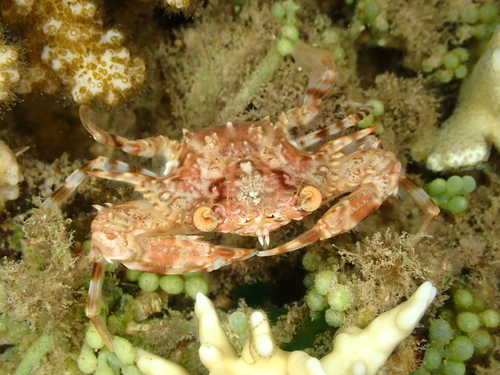 Xiphonectes macrophthalmus observed 2024-11-20
