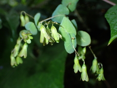 Dinetus racemosus, photograph (c) Sagnik Dutta Roy, some rights reserved (CC BY)